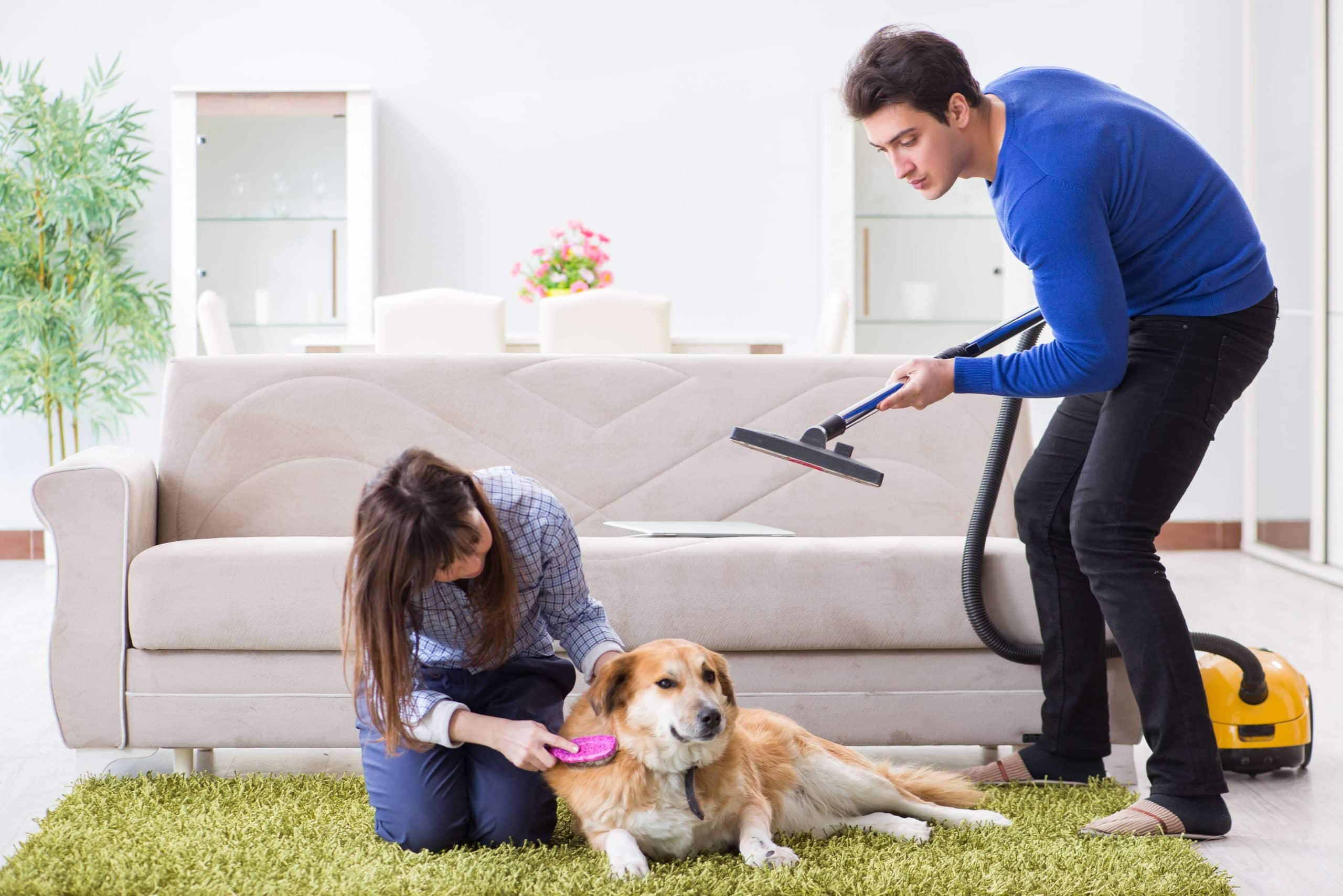 Para młodych ludzi odkurza salon a na dywanie leży pies wyczesywany przez kobietę