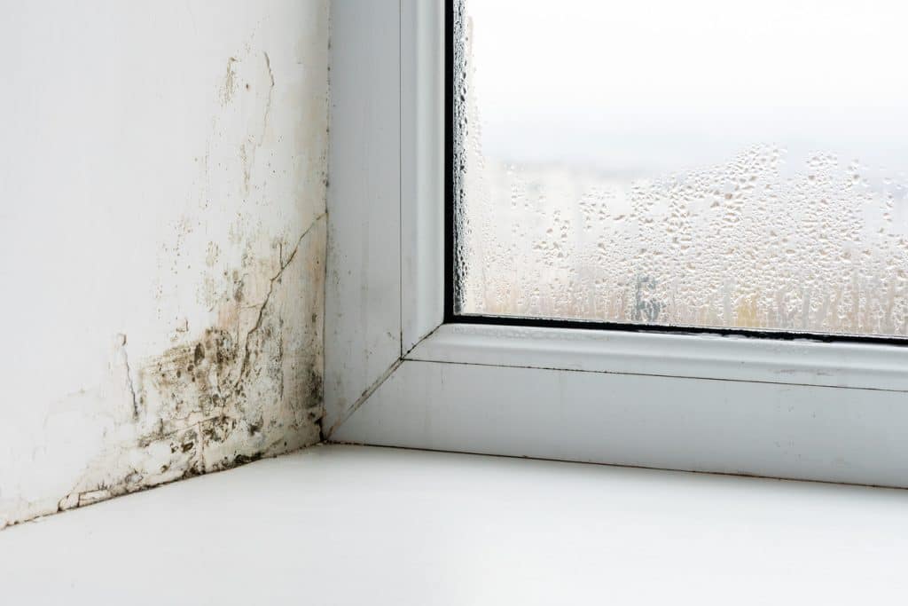 Zaparowane szyby w domu i grzyb na ścianach - ewidentne objawy problemu z nadmierną wilgocią w domu