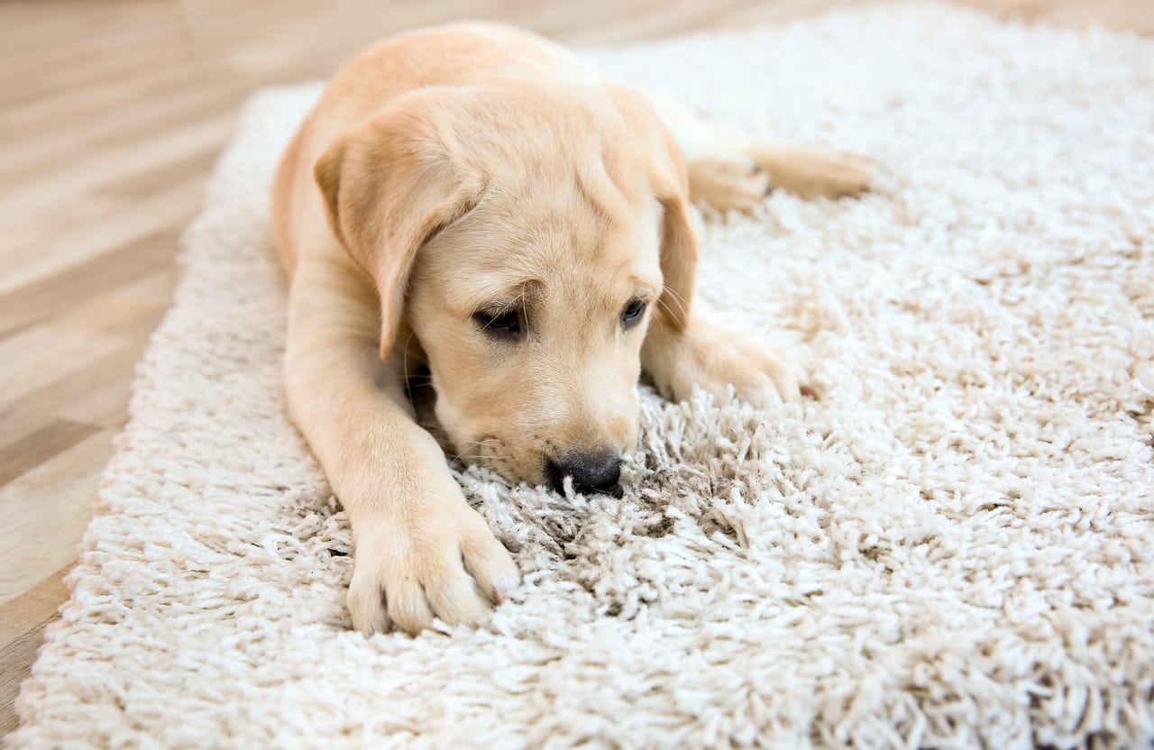Pies leżący na jasnym dywanie z brudną plamą