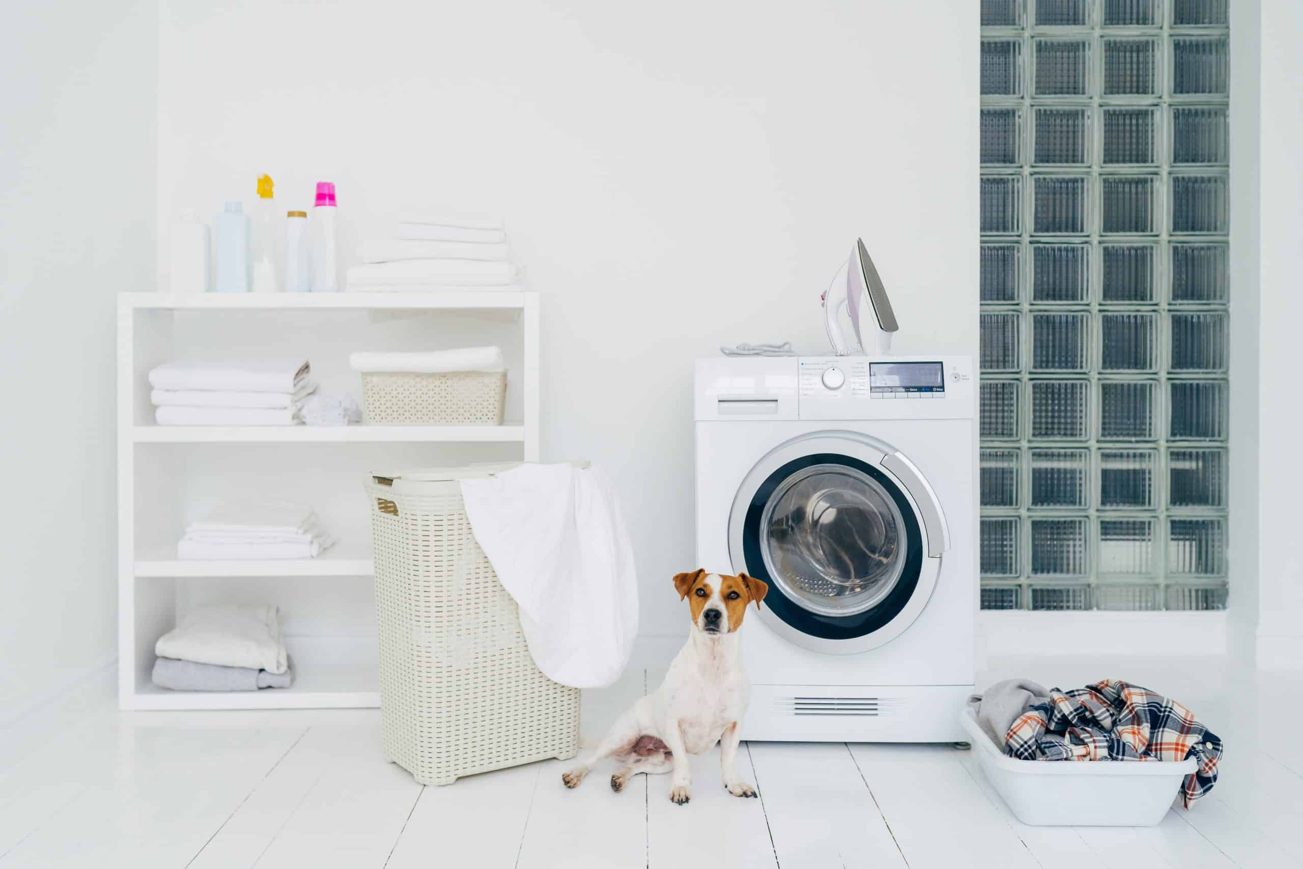 Mały pies siedzący w nowoczesnej pralni przed pralką do sierści