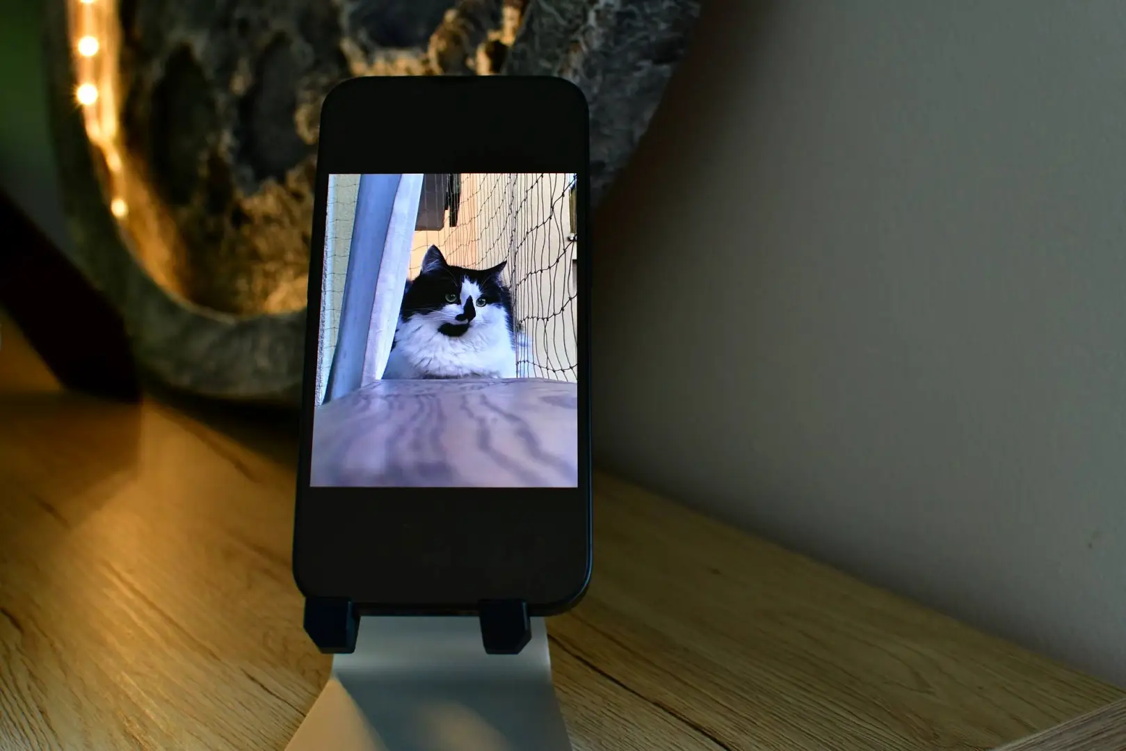 iPhone 16e jest idealny do zdjęć kotów