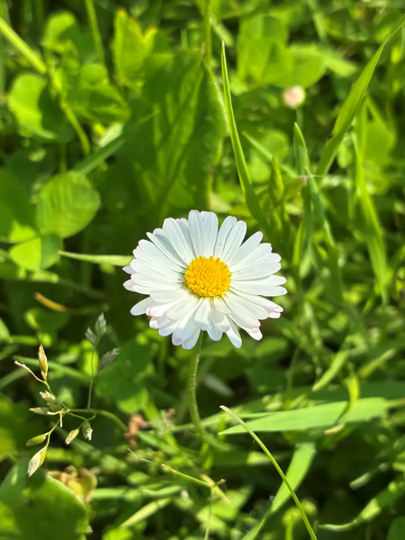 Zdjęcia wykonane Apple iPhone 16e w trybie auto