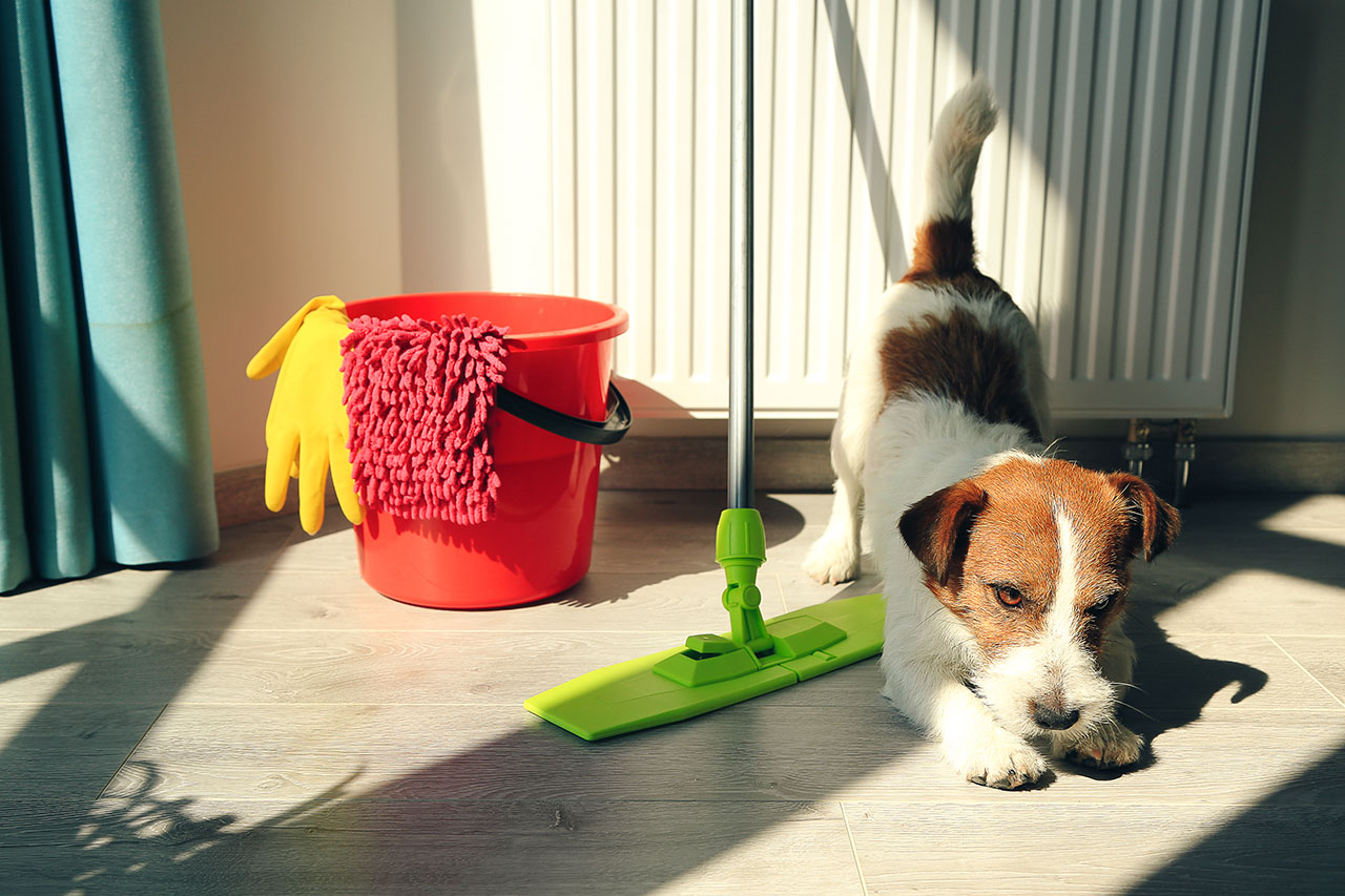 Pies rasy Jack Russell Terrier rozciąga się obok wiadra, mopa i rękawic do sprzątania. - zdjęcie